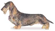 Dachshund