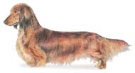 Dachshund
