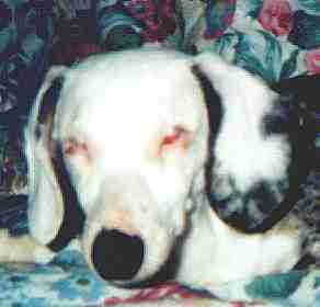 double dapple miniature dachshund